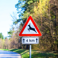 Deer danger on the roads